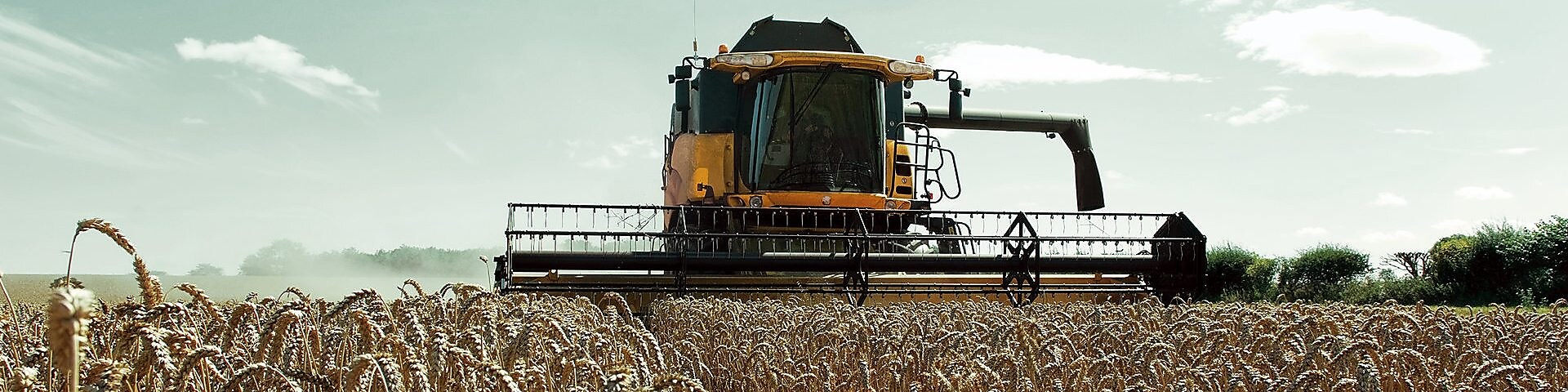 Yellow combine harvester in a wheat field